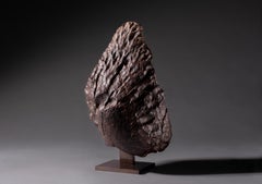 Spectacular Oriented Meteorite