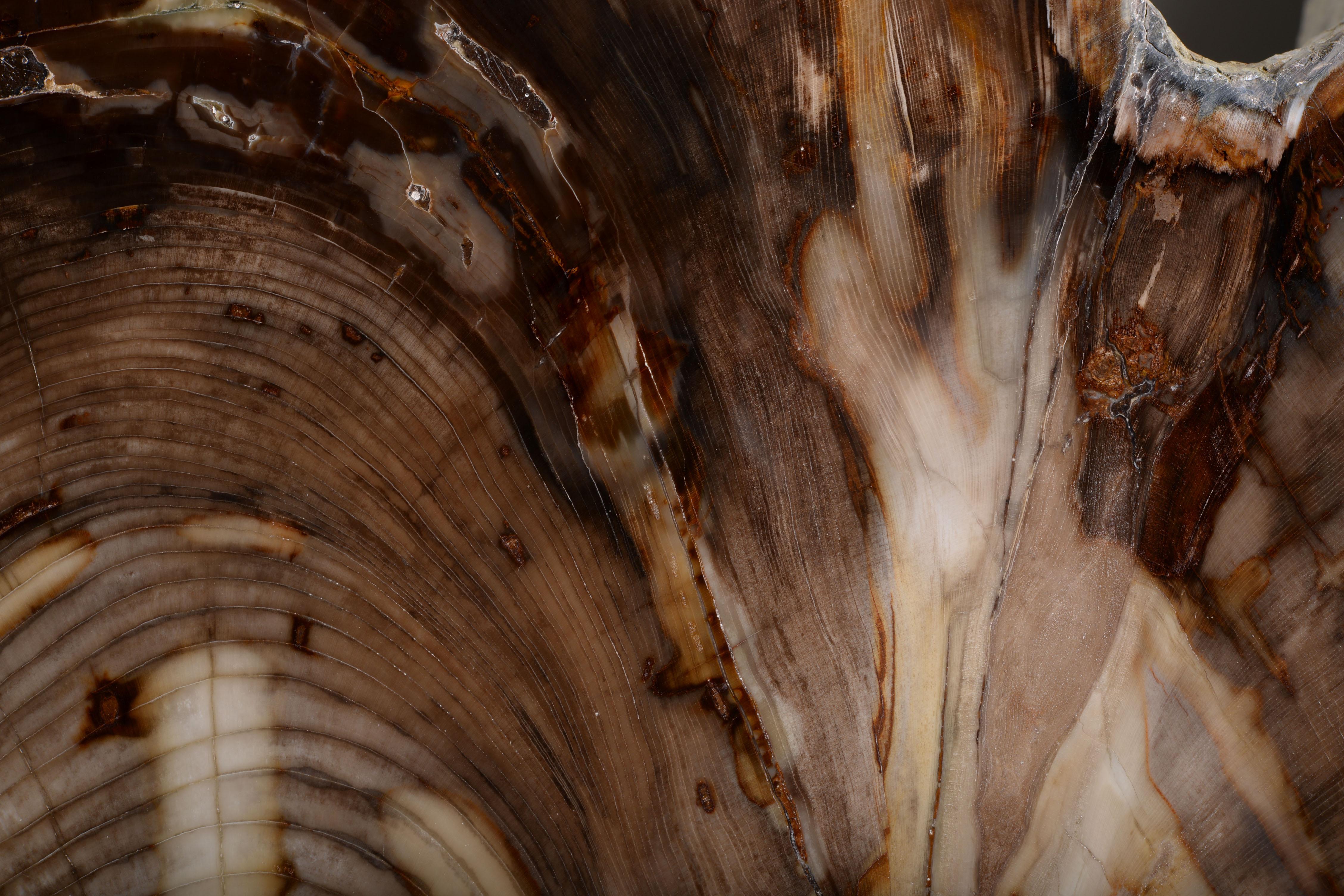 Petrified Incense Cedar Wood Fossil For Sale 2