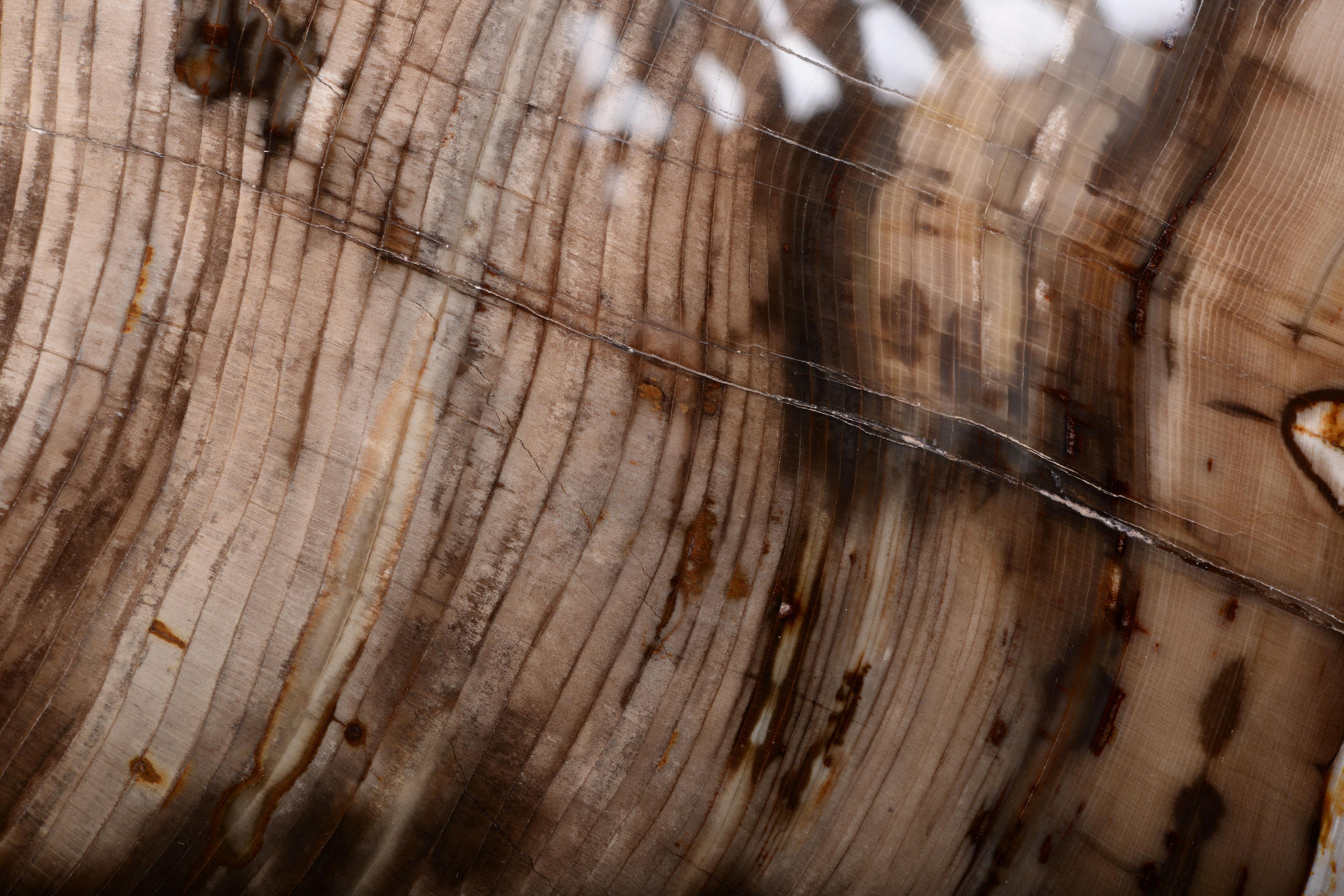 Petrified Incense Cedar Wood Fossil For Sale 3