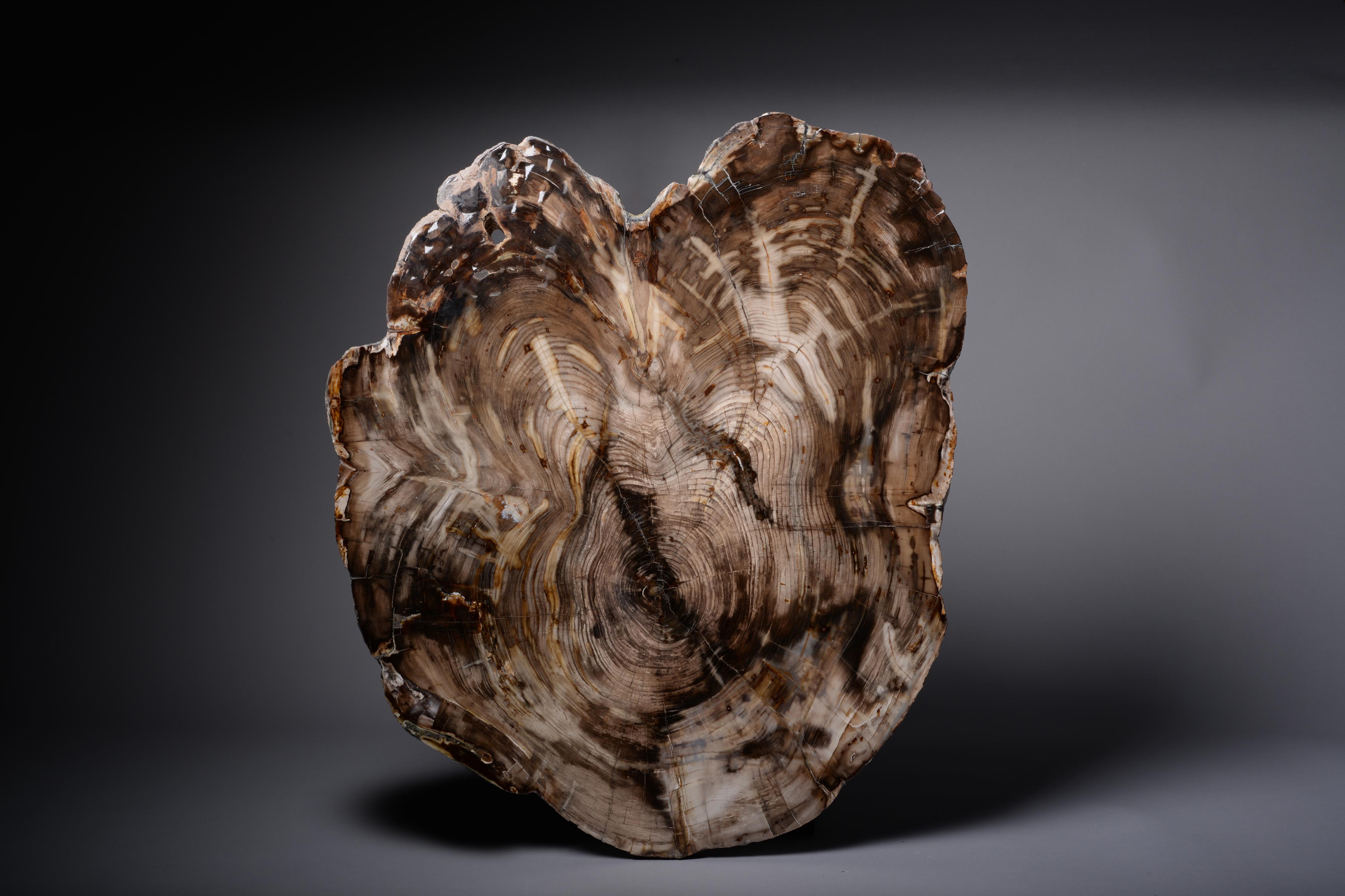 This spectacular cross section of petrified cedar wood comes from Saddle Mountain, Washington. It is remarkably large with a wonderful and highly aesthetic shape, exhibiting vibrant colours, beautifully preserved growth rings and a finely detailed