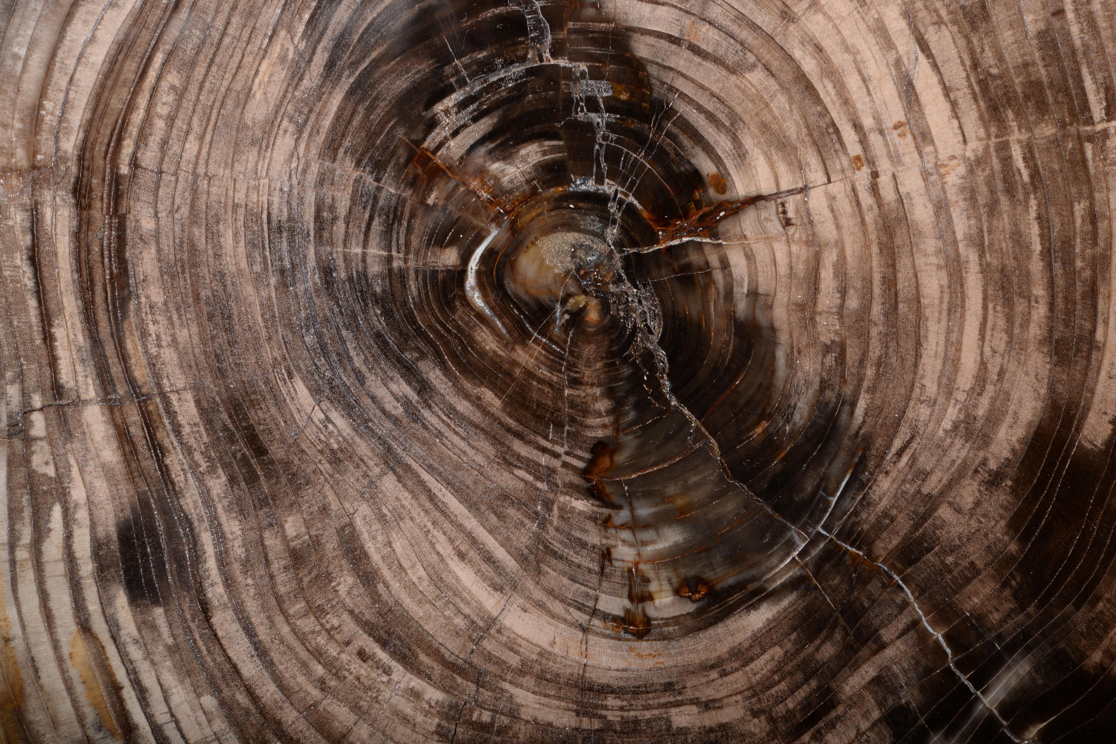 petrified cedar wood
