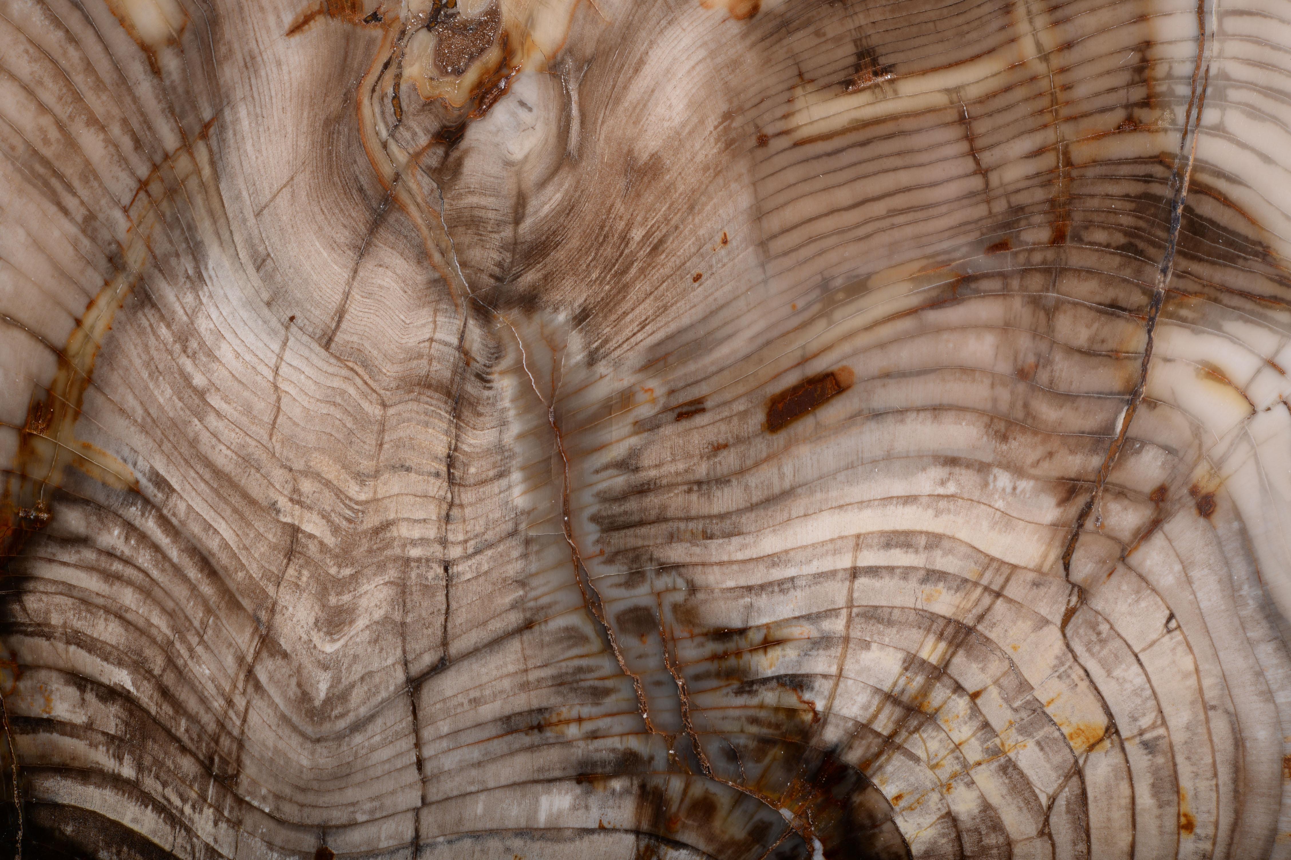 18th Century and Earlier Petrified Incense Cedar Wood Fossil For Sale