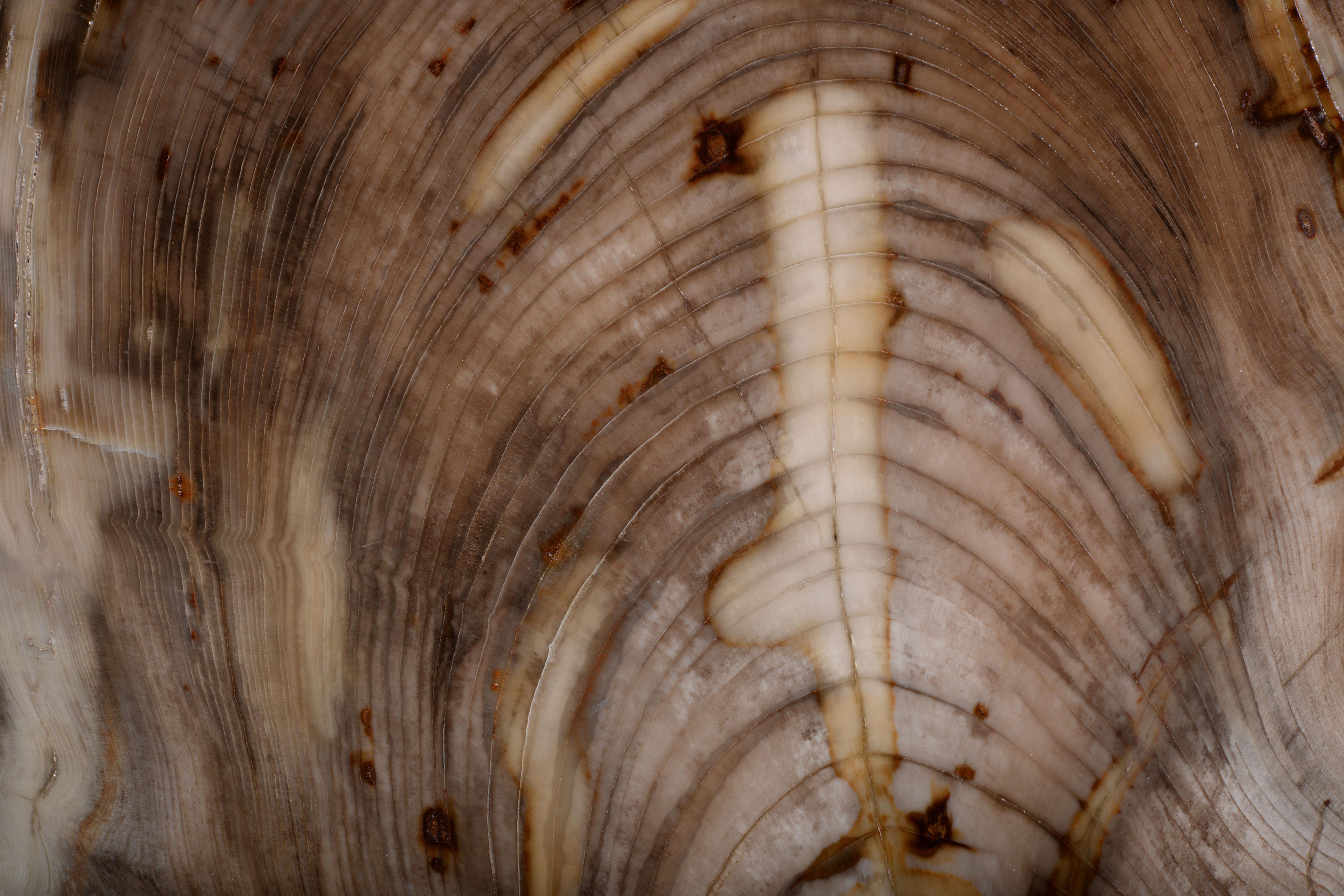 Petrified Wood Petrified Incense Cedar Wood Fossil For Sale