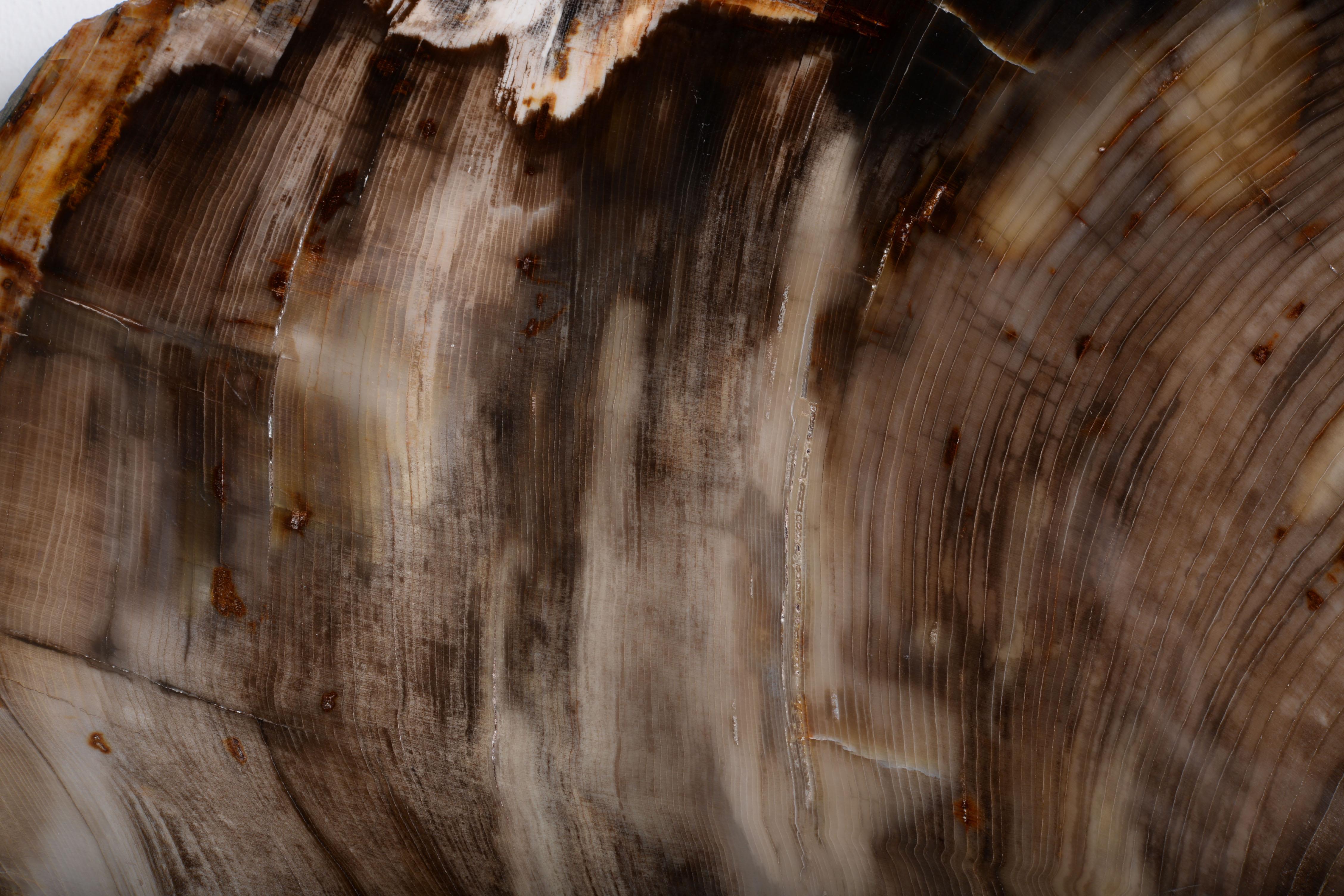 Petrified Incense Cedar Wood Fossil For Sale 1