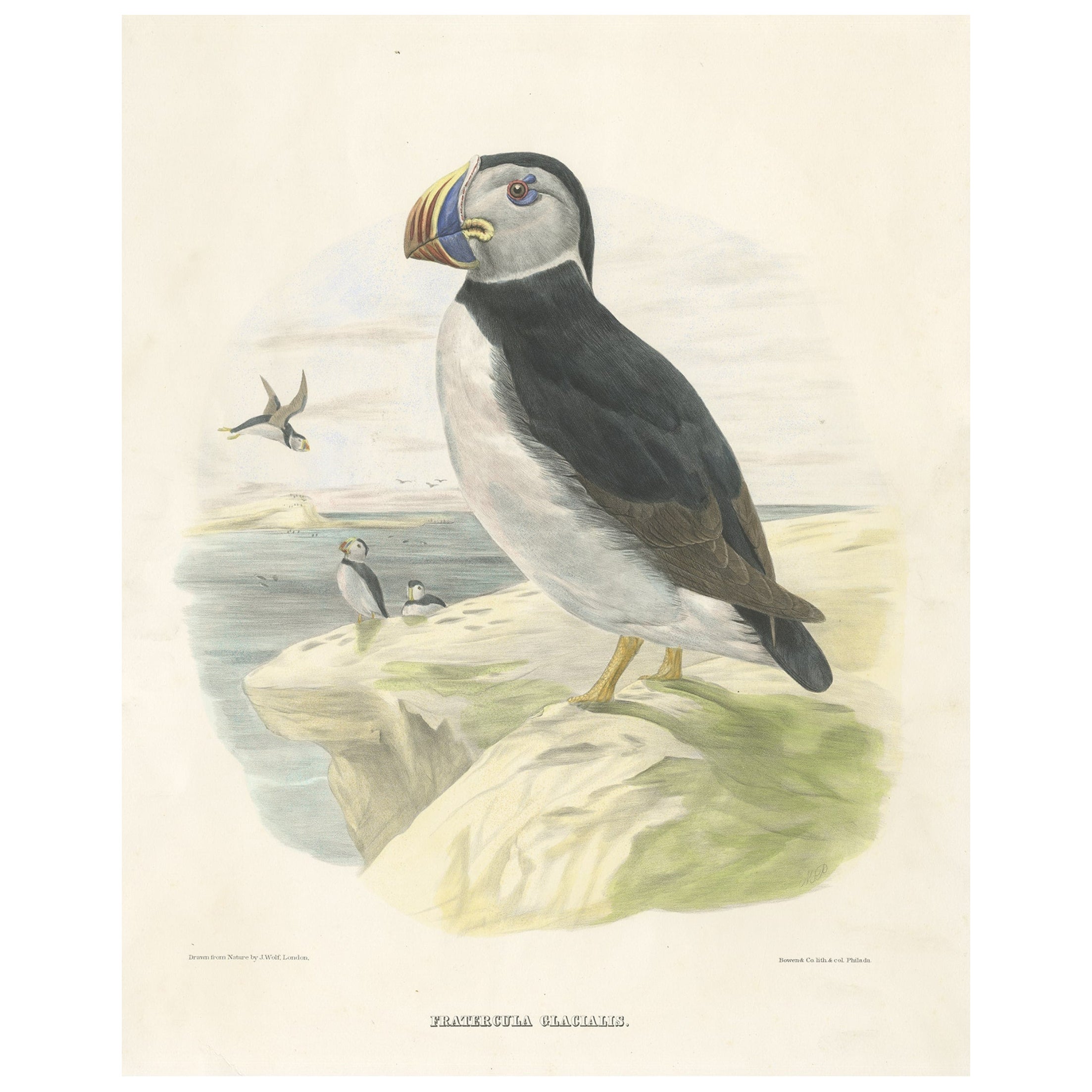 Spectaculaire et rare grand tirage ancien d'oiseau de grand format représentant Bill Puffin, 1868