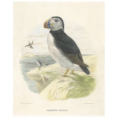 Spectaculaire et rare grand tirage ancien d'oiseau de grand format représentant Bill Puffin, 1868