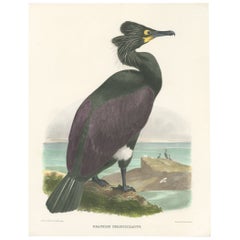 Spectaculaire et rare estampe originale d'un oiseau au cormoran spectaculaire, 1868