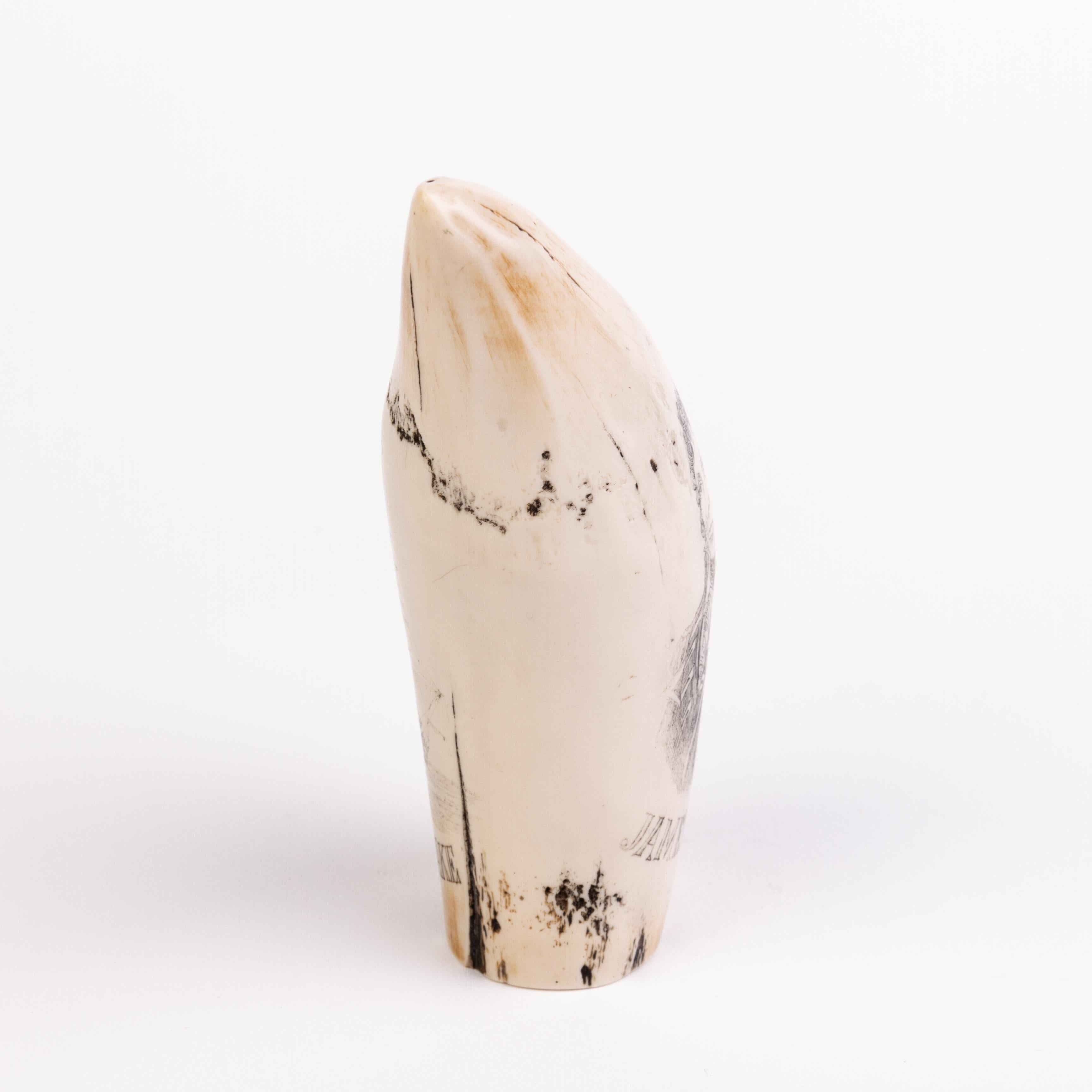 In good condition
From a private collection
Free international shipping
Sperm Whale Scrimshaw Nautical Faux Tooth 