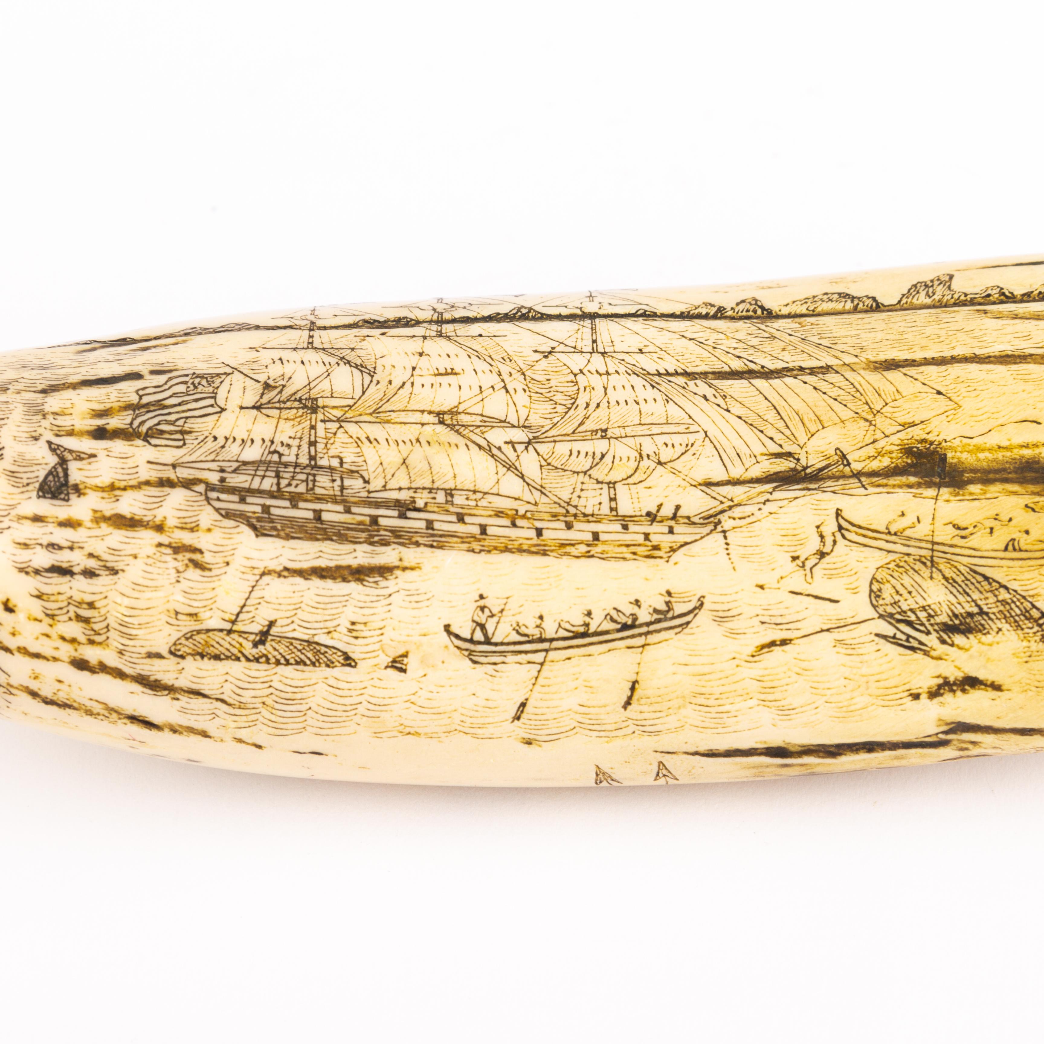 Resin Sperm Whale Scrimshaw Nautical Faux Tooth  For Sale