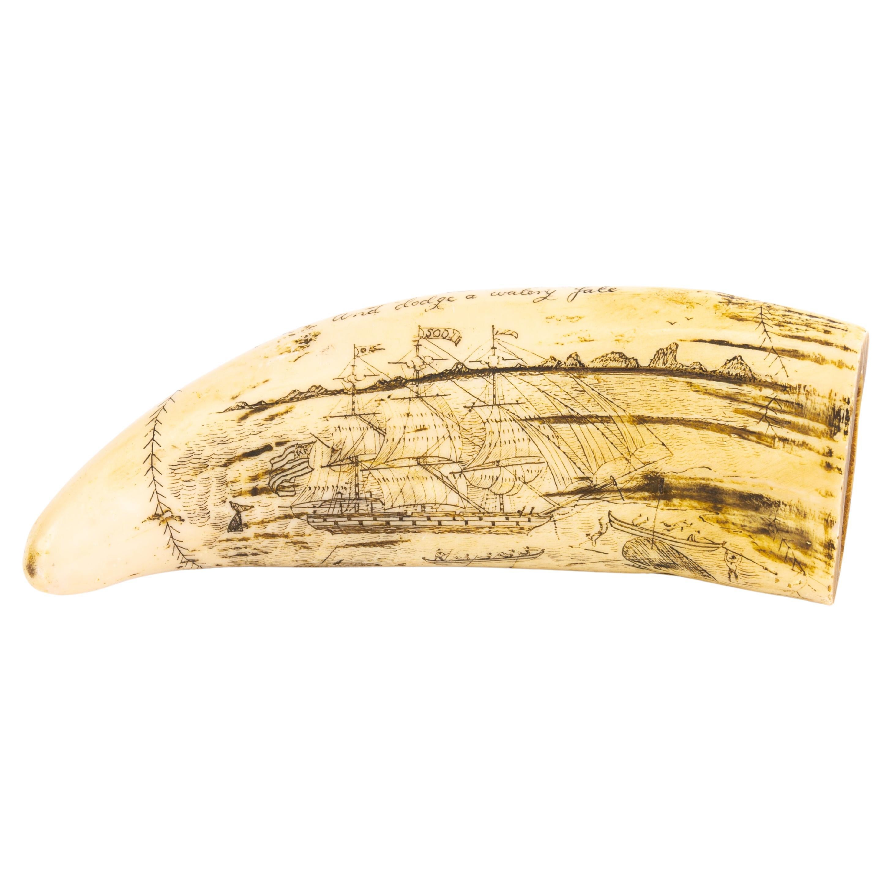 Sperm Whale Scrimshaw Nautical Faux Tooth  For Sale