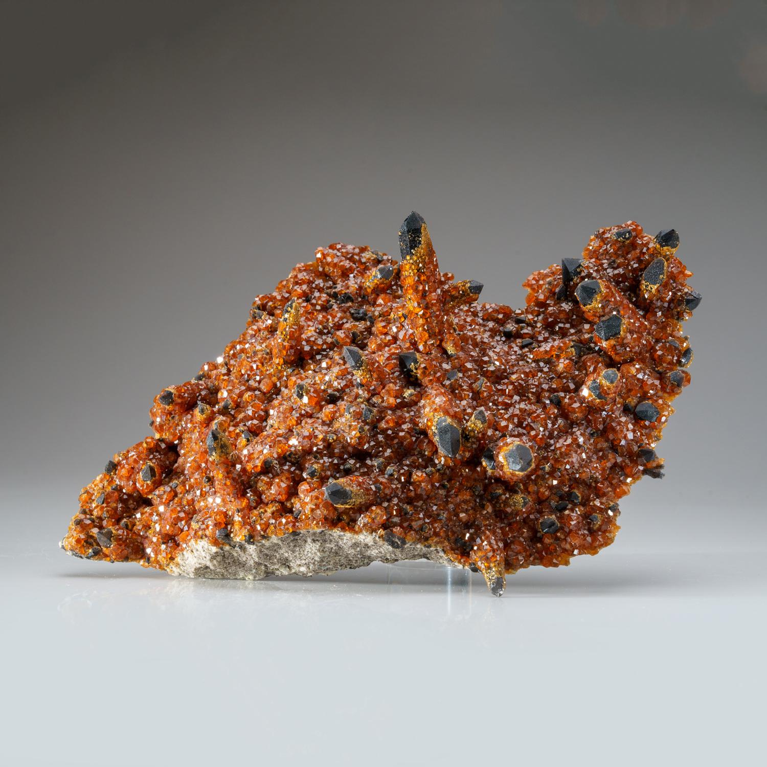 De la mine de spessartine de Wushan, district de Tongbei-Yunling, province de Fujian, Chine

Grand spécimen de cristaux de grenat spessartine rouge foncé transparent et lustré sur du quartz fumé entièrement terminé et lustré. Les grenats sont de
