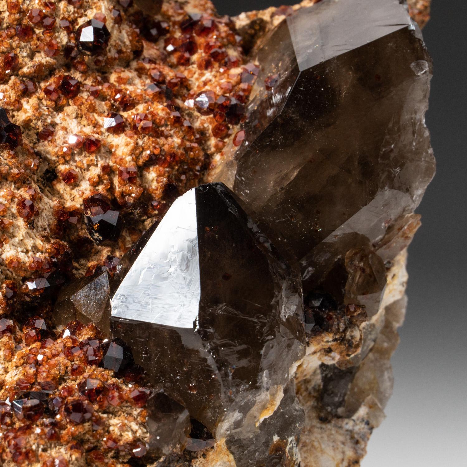 From Tongbei-Yunling District, Fujian Province, China Translucent dark-red orange spessartine garnets on albite matrix with lustrous translucent smoky quartz crystal cluster. The garnets are lustrous fully terminated in classic dodecahedron form