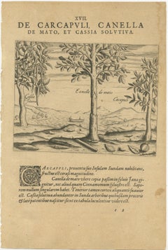 Spices of the Tropics: Cinnamon and Cassia in De Bry's 1601 Illustration