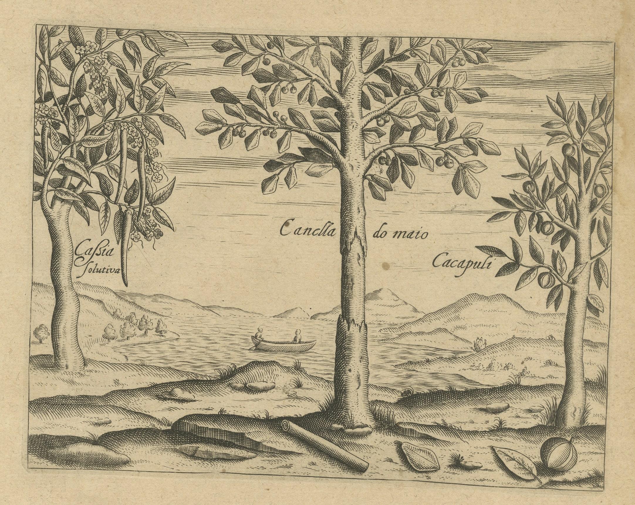 Engraved Spices of the Tropics: Cinnamon and Cassia in De Bry's 1601 Illustration For Sale