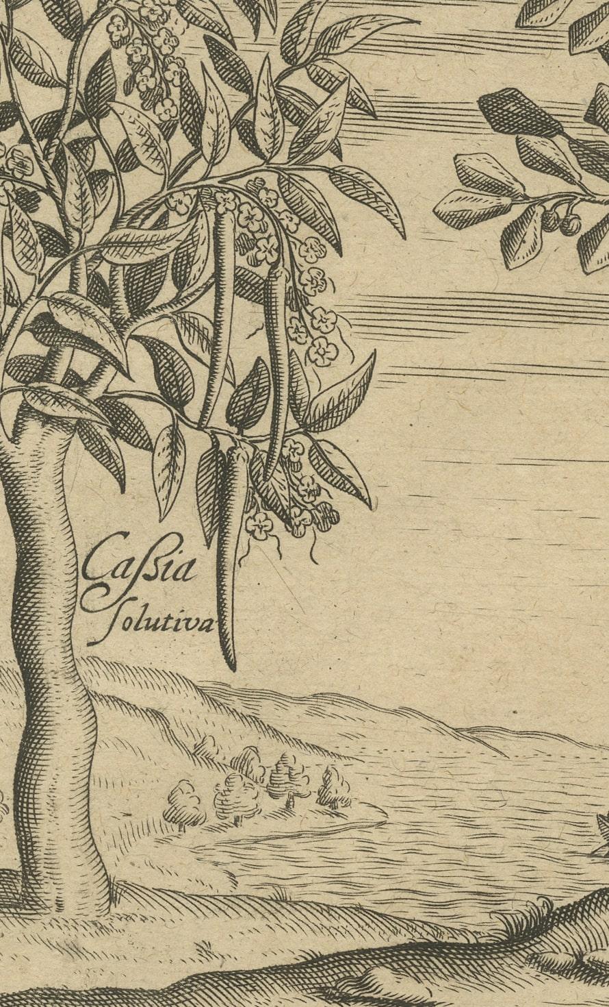 Spices of the Tropics: Cinnamon and Cassia in De Bry's 1601 Illustration In Good Condition For Sale In Langweer, NL