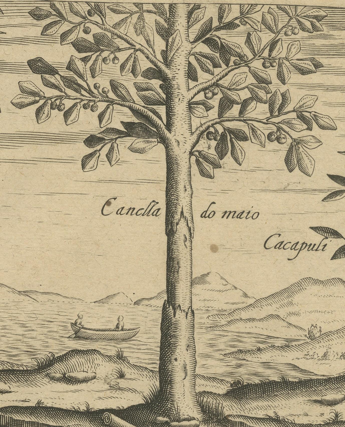 17th Century Spices of the Tropics: Cinnamon and Cassia in De Bry's 1601 Illustration For Sale