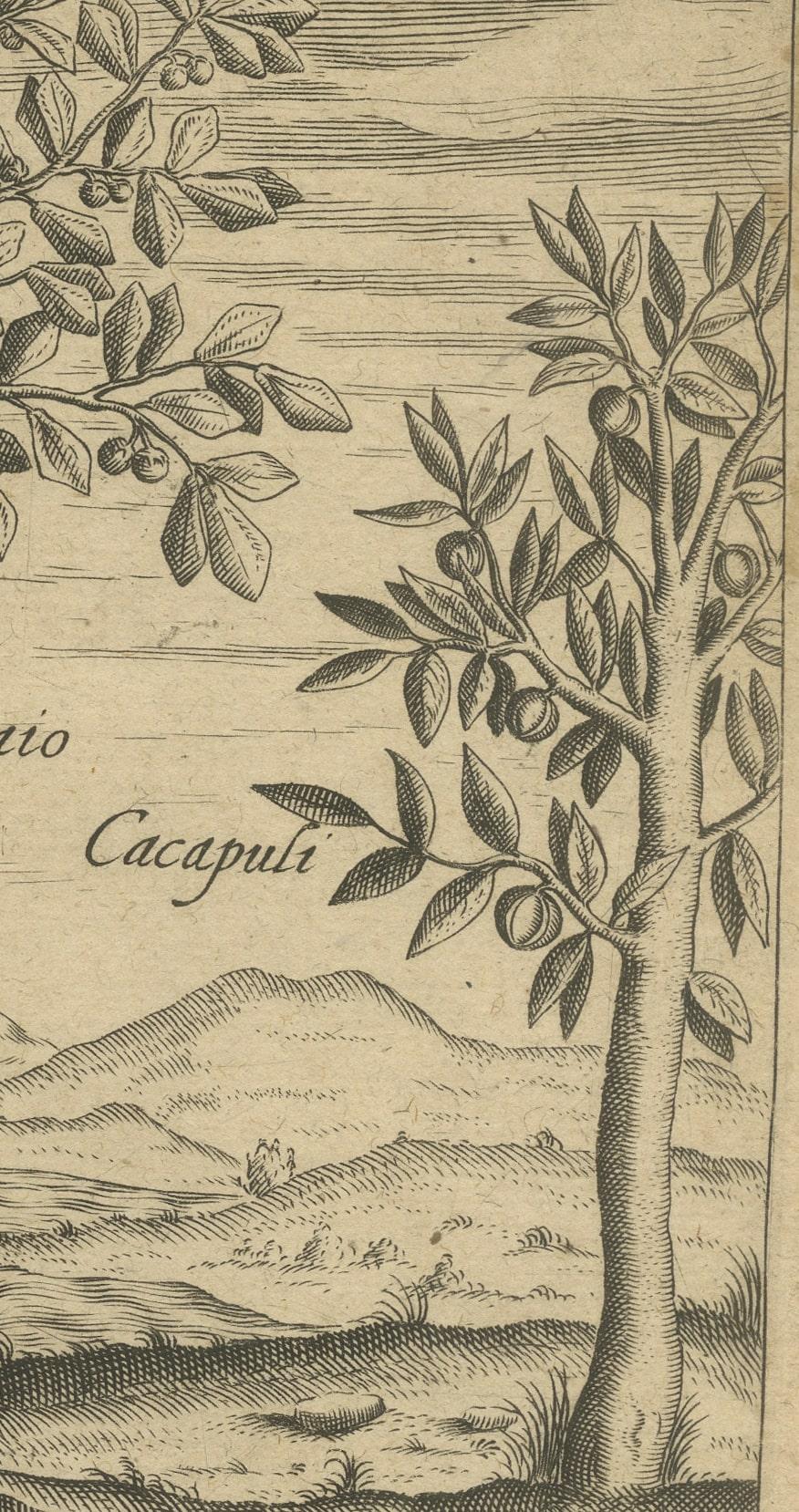 Paper Spices of the Tropics: Cinnamon and Cassia in De Bry's 1601 Illustration For Sale