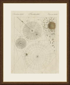 Spider Webs with Hatching Spiderlings, Antique Bertuch Print, circa 1805