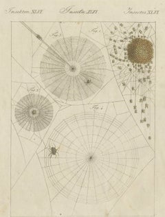 Spider Webs with Hatching Spiderlings, Antique Bertuch Print, circa 1805