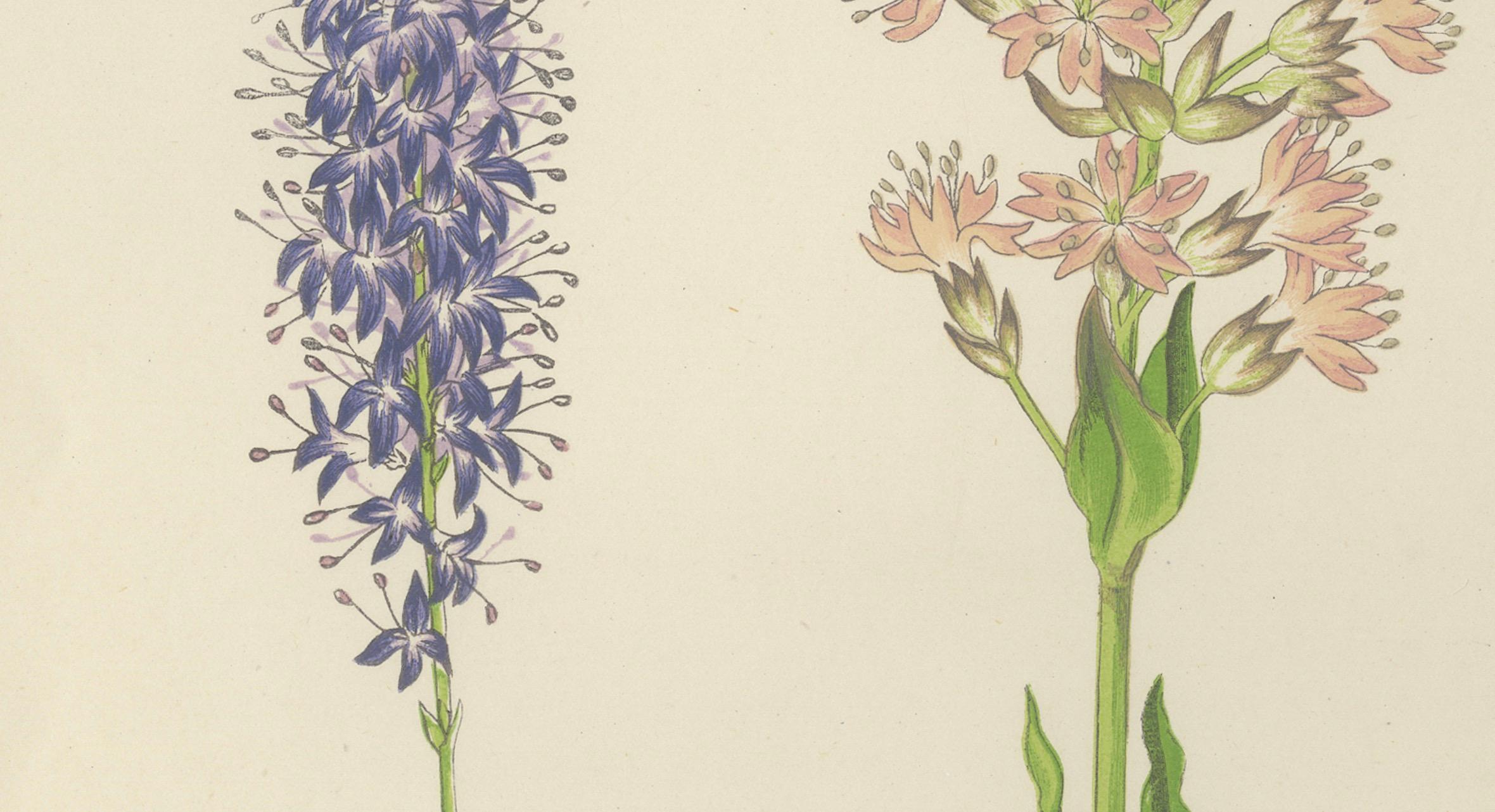 Spiked Speedwell and Alpine Catchfly hand coloured botanical print 1874

This elegant hand coloured botanical print from 1874 features two beautifully illustrated alpine plants, Veronica spicata and Lychnis alpina. It was published in London by