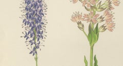 Spiked Speedwell and Alpine Catchfly hand-coloured botanical print 1874