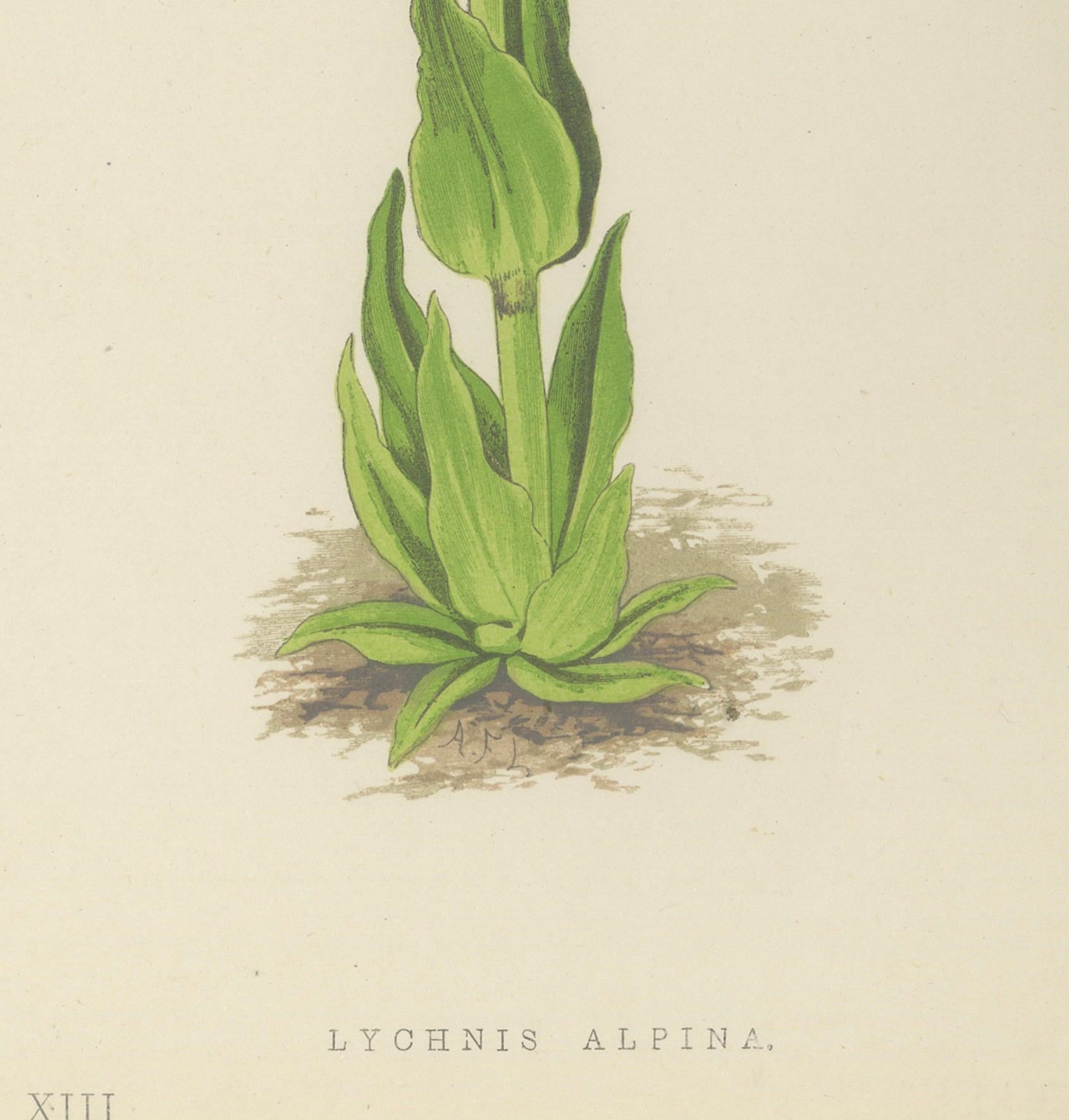 Spiked Speedwell and Alpine Catchfly hand-coloured botanical print 1874 In Good Condition For Sale In Langweer, NL