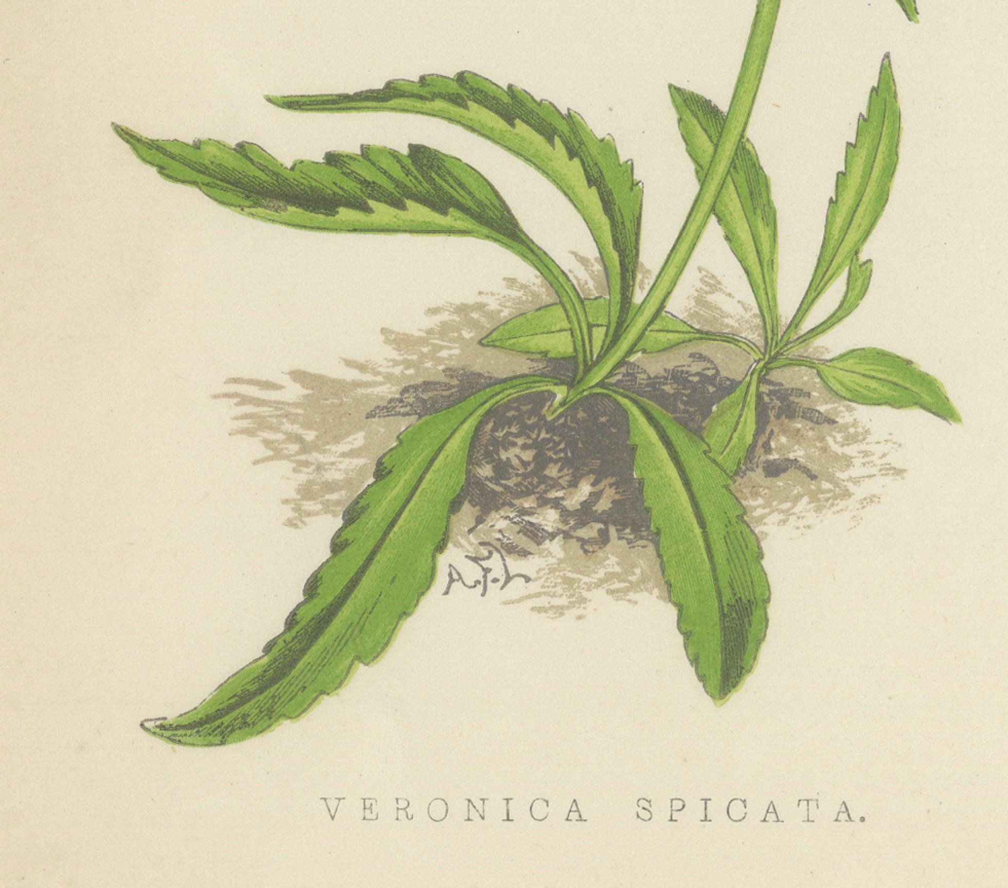 Late 19th Century Spiked Speedwell and Alpine Catchfly hand-coloured botanical print 1874 For Sale
