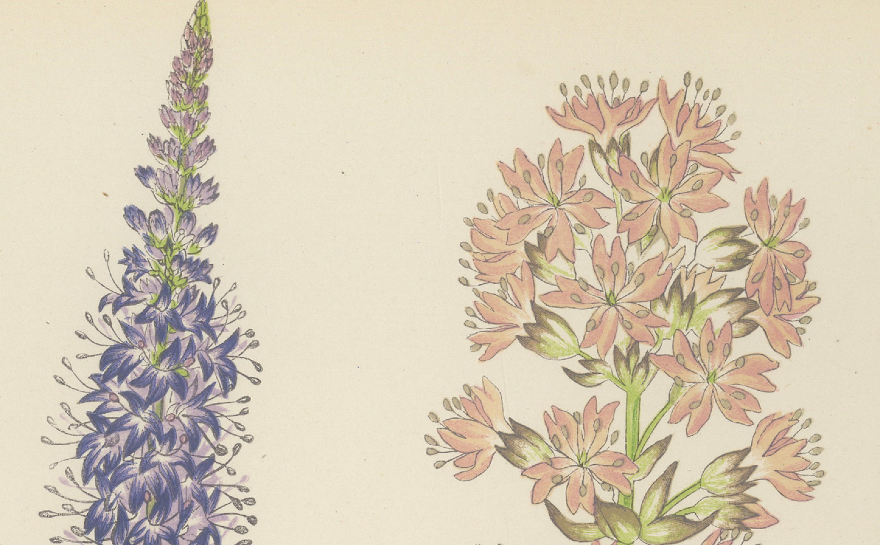 Paper Spiked Speedwell and Alpine Catchfly hand-coloured botanical print 1874 For Sale