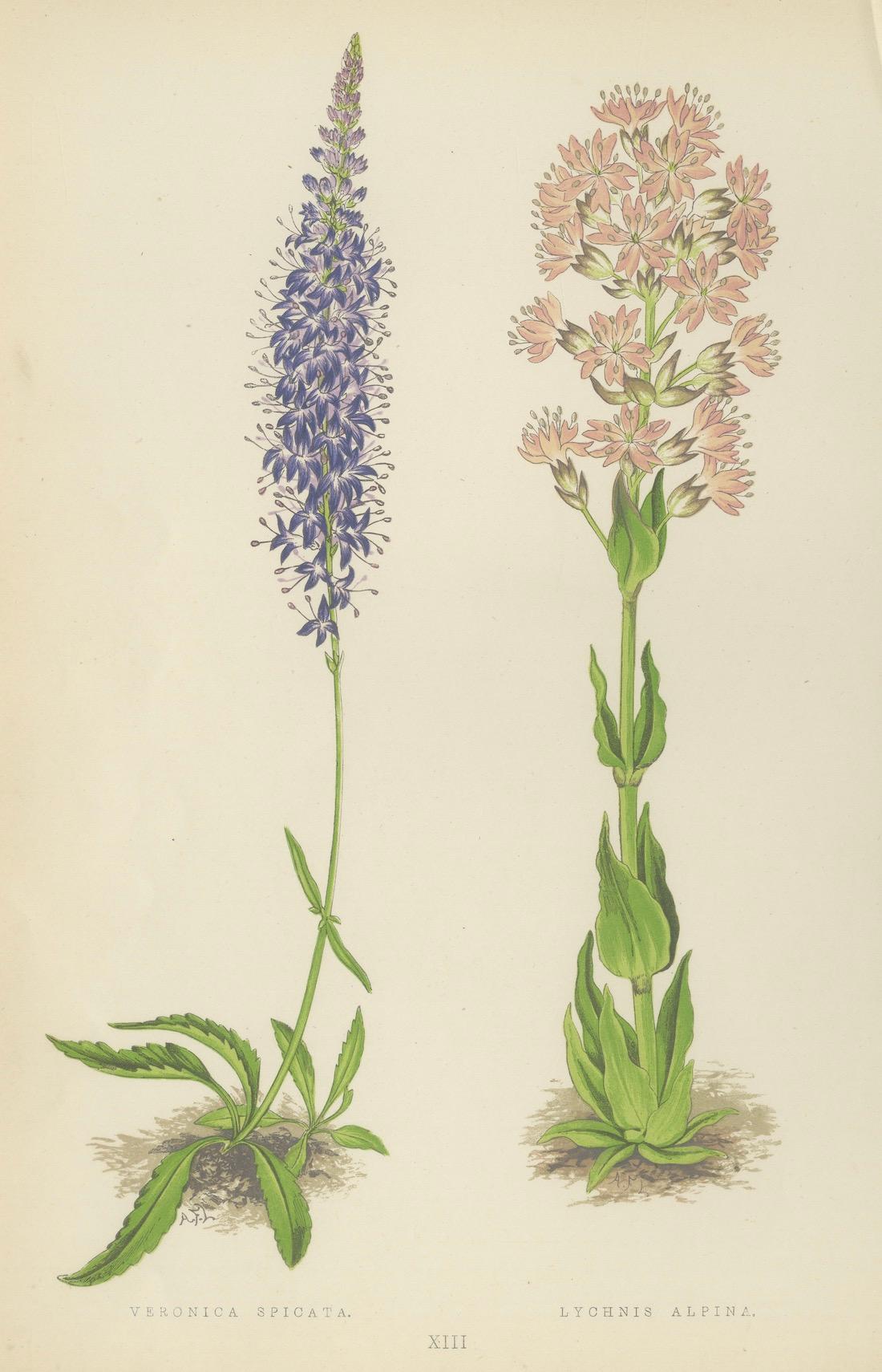 Spiked Speedwell and Alpine Catchfly hand-coloured botanical print 1874 For Sale 1
