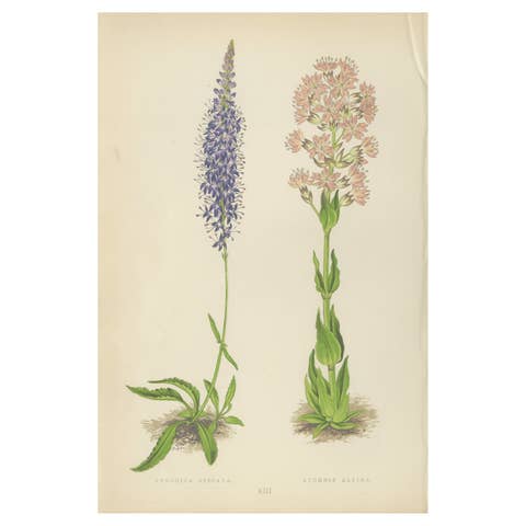 Spiked Speedwell and Alpine Catchfly hand-coloured botanical print 1874