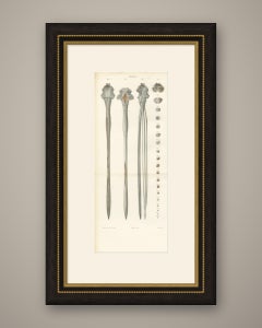 Il midollo spinale e le sue sezioni seriali, tavola a doppia piega di Hirschfeld, 1866