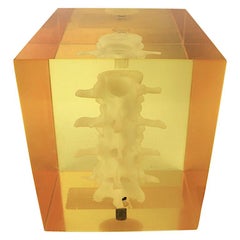 Vintage Spine Fragment Encased in Lucite Cube