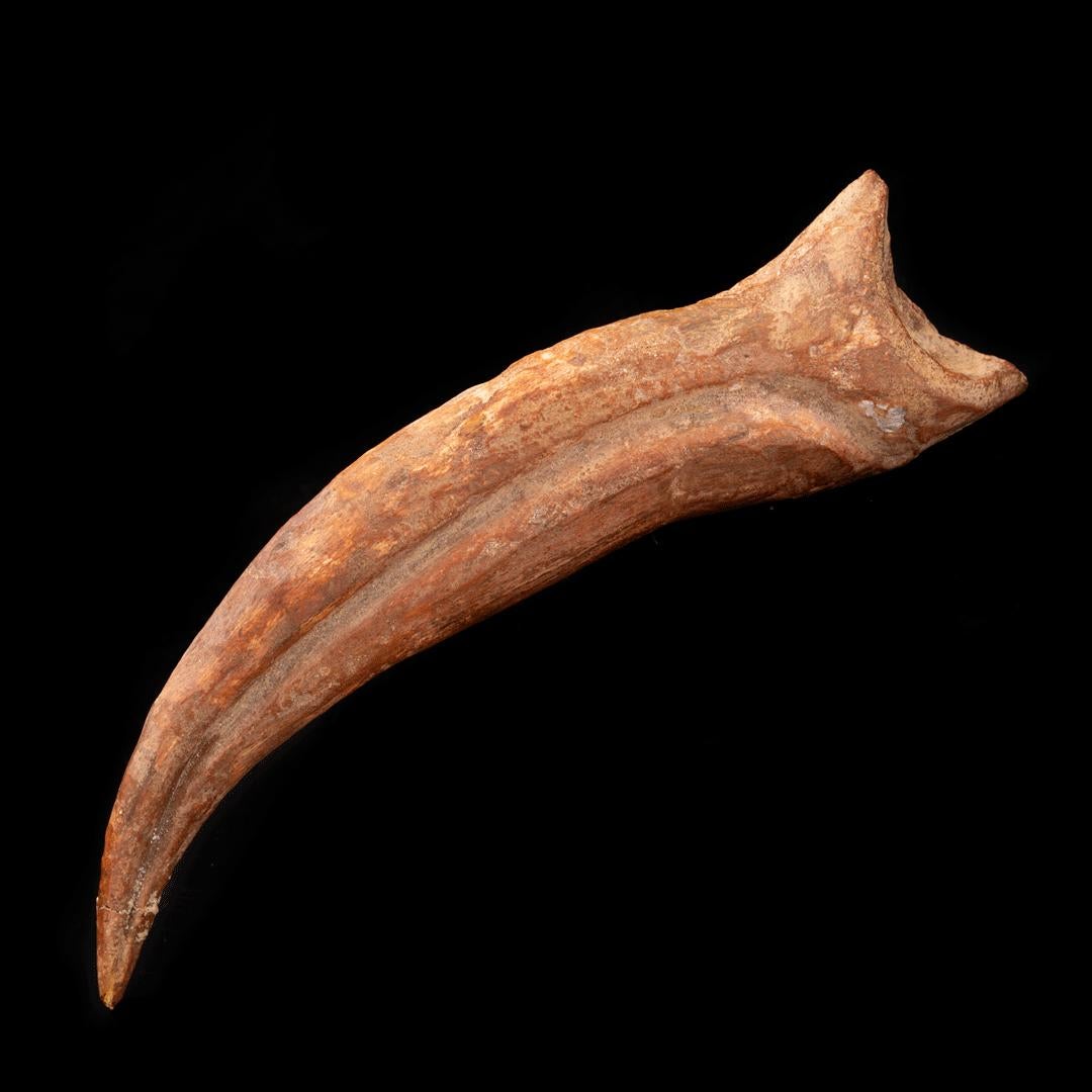 Spinosaurus Hand Claw // 6-1/2