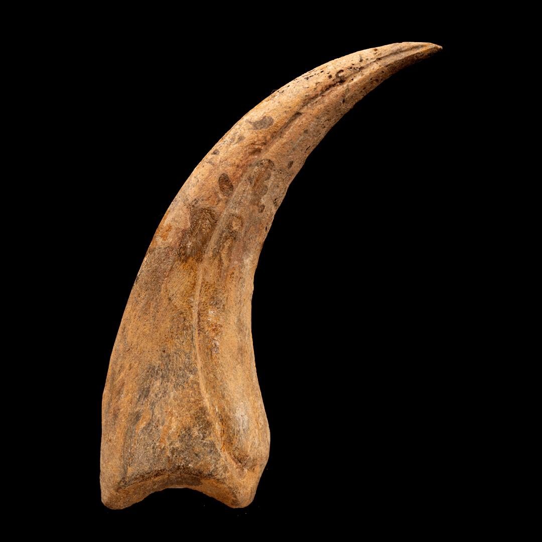Moroccan Spinosaurus Hand Claw // 6-1/4