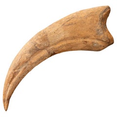Spinosaurus Hand Claw // 6-1/4" Long // Cretaceous Period