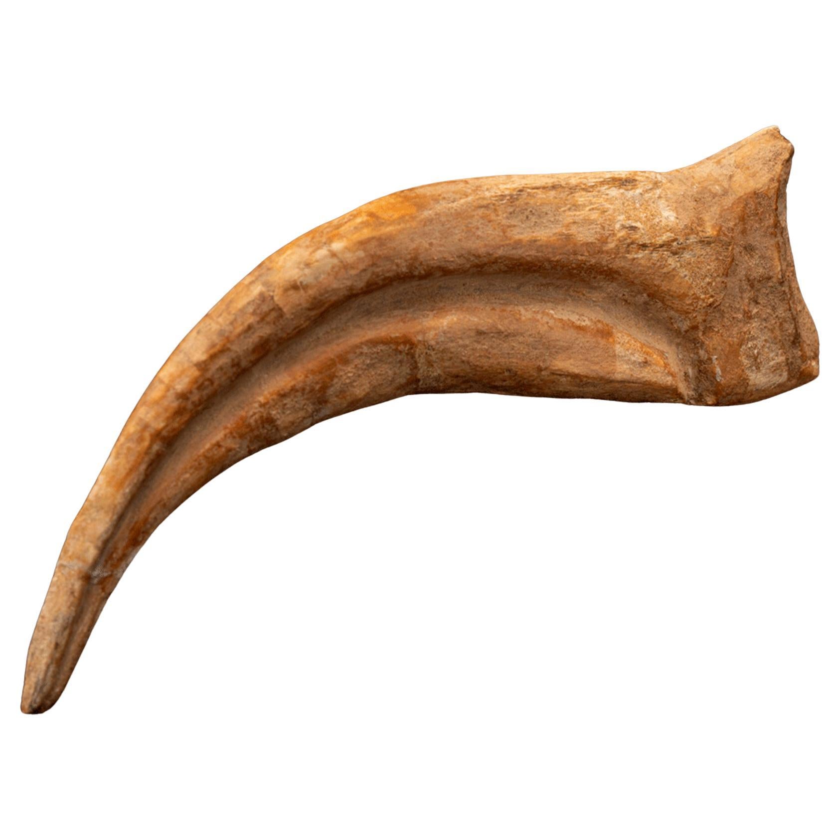 Spinosaurus Hand Claw // 6-3/8" Long // Cretaceous Period For Sale