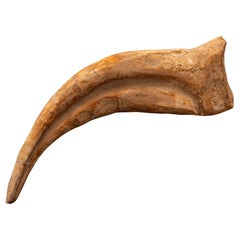 Spinosaurus Hand Claw // 6-3/8" Long // Cretaceous Period