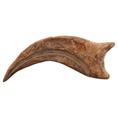 Spinosaurus Hand Claw // 6" Long // Cretaceous Period
