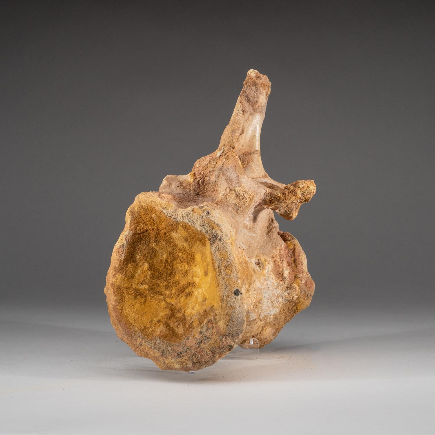Here is a large vertebrae from the massive Spinosaurus maroccanus theropod dinosaur. It comes from From Baharija Formation, South of Taouz, Kem-kem Basin, Morocco.

Spinosaurus (meaning 