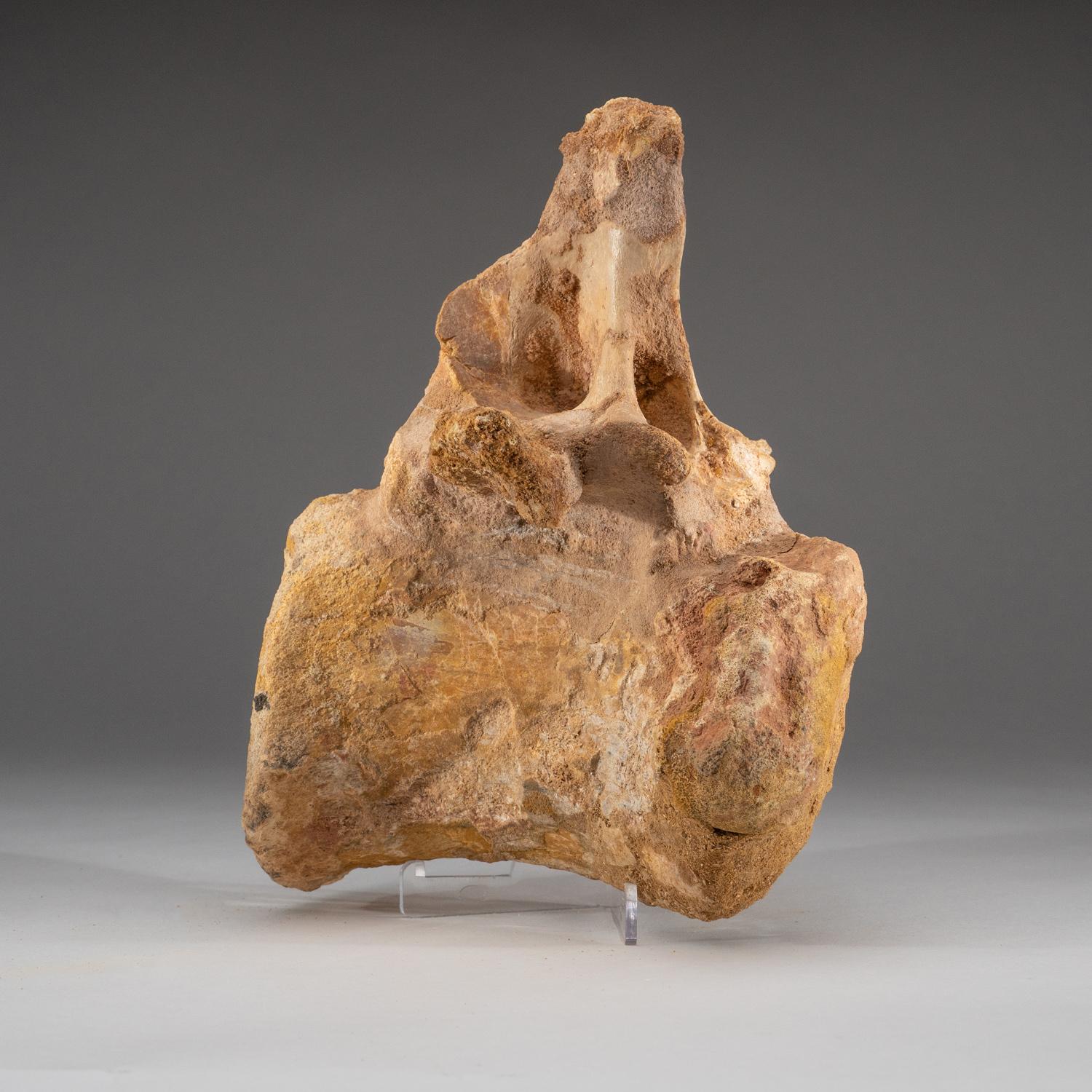 Moroccan Spinosaurus Maroccanus Vertebrae From Baharija Formation, South of Taouz, Kem-ke