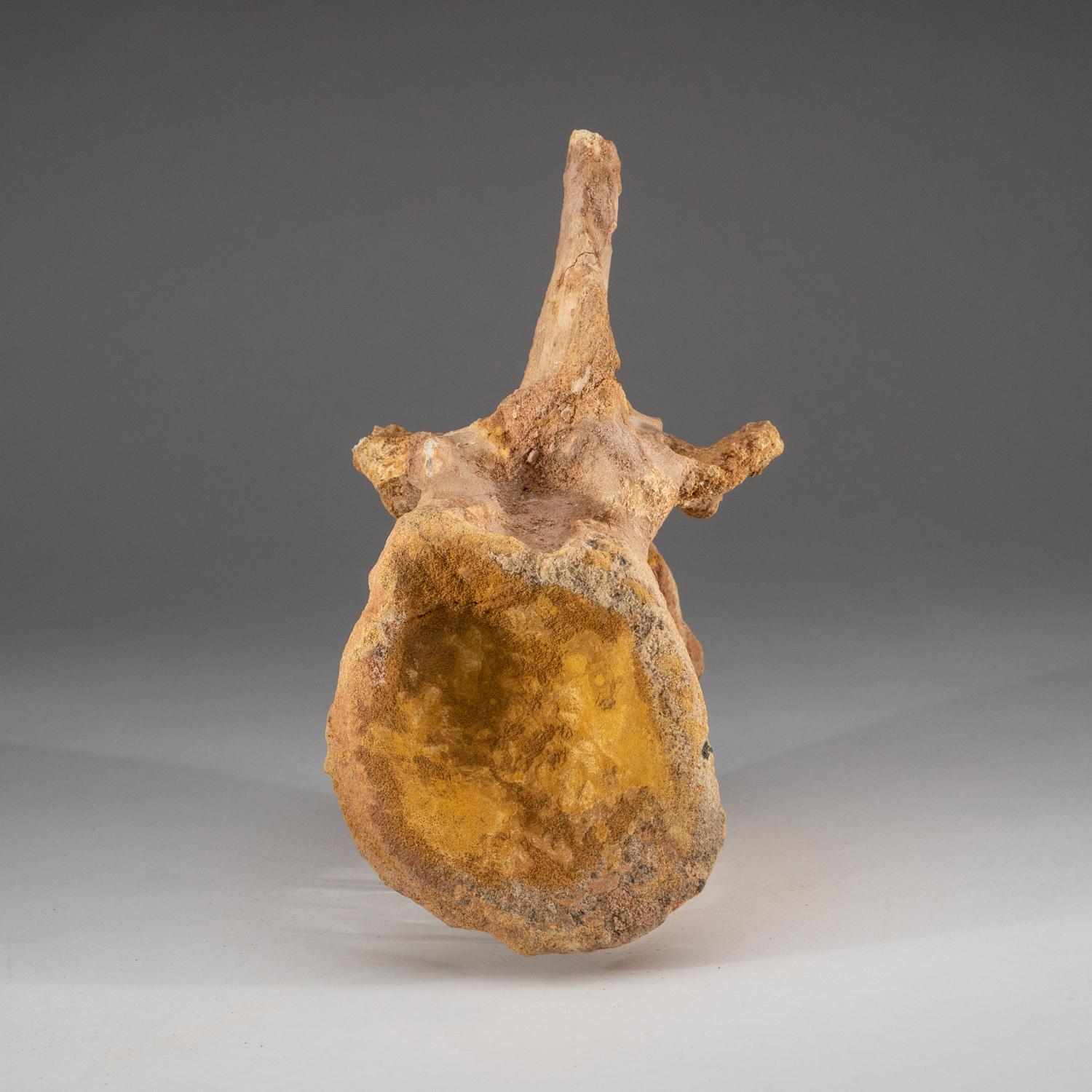 Spinosaurus Maroccanus Vertebrae From Baharija Formation, South of Taouz, Kem-ke In New Condition In New York, NY