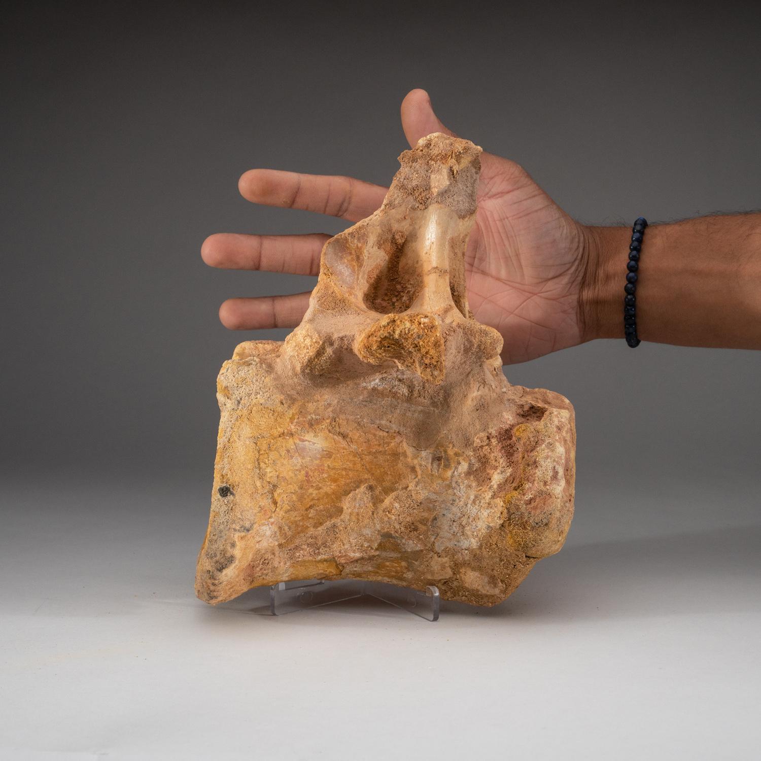 Contemporary Spinosaurus Maroccanus Vertebrae From Baharija Formation, South of Taouz, Kem-ke