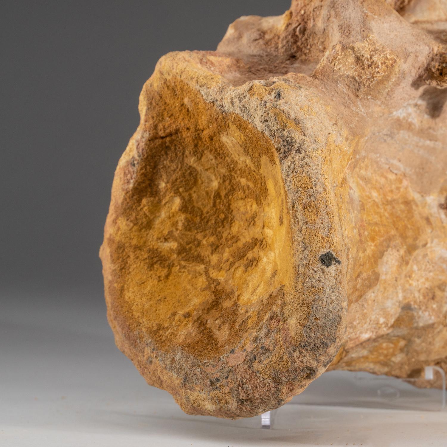 Other Spinosaurus Maroccanus Vertebrae From Baharija Formation, South of Taouz, Kem-ke