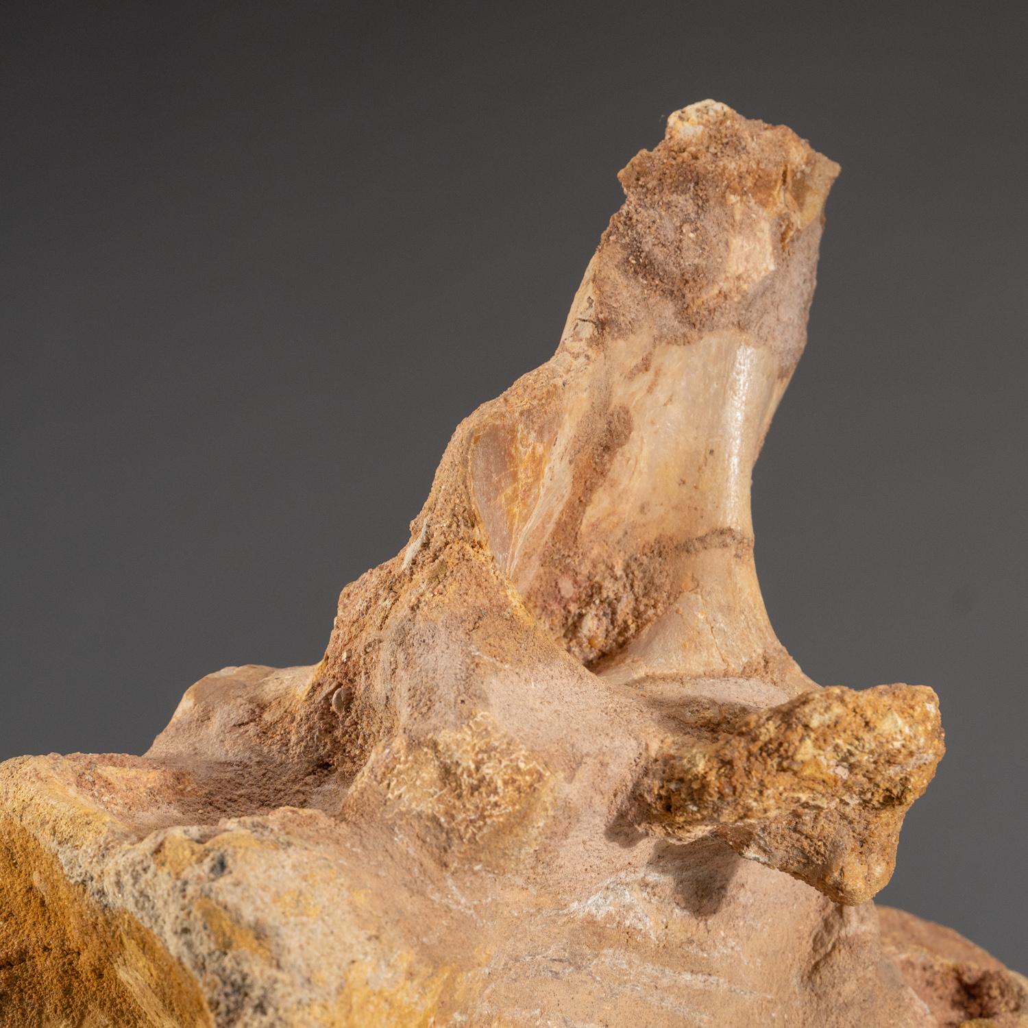Spinosaurus Maroccanus Vertebrae From Baharija Formation, South of Taouz, Kem-ke 1