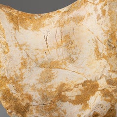 Spinosaurus-Vertebrae aus Marokkanischem Baharija aus der Formation Taouz, Marokko