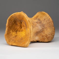 Spinosaurus-Vertebrae aus Marokkanischem Baharija aus der Formation Taouz, Marokko