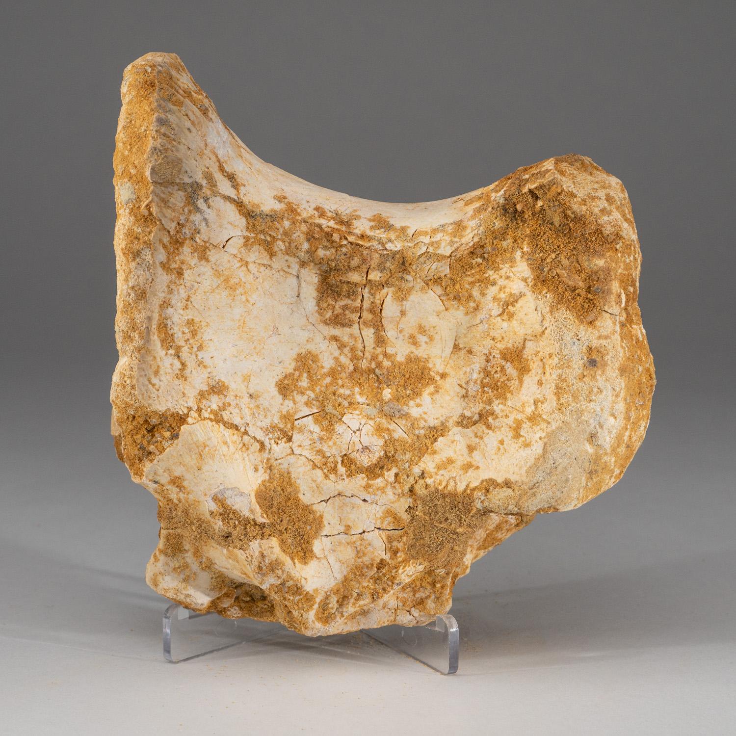 XXI secolo e contemporaneo Vertebre di Spinosaurus Maroccanus dalla Formazione di Baharija, a sud di Taouz in Marocco in vendita