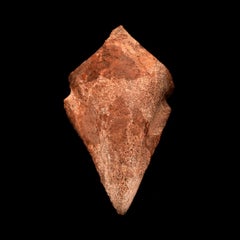 Artiglio da punta di Spinosaurus // Lungo 4-1/8" // Periodo Cretaceo