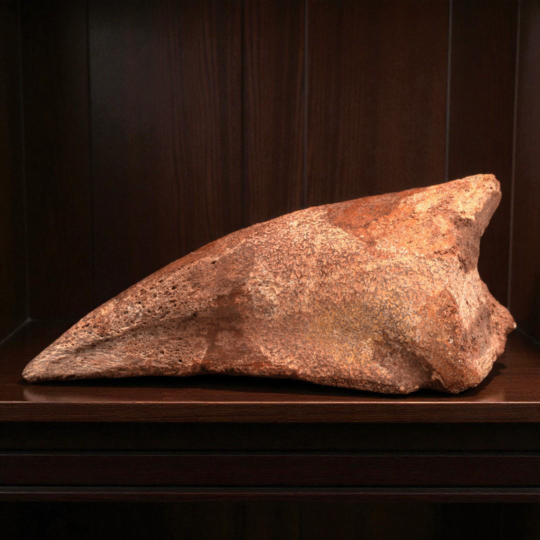 Spinosaurus Toe Claw For Sale 3