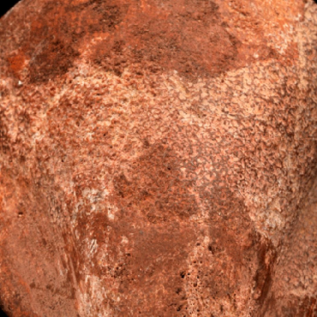 18th Century and Earlier Spinosaurus Toe Claw For Sale